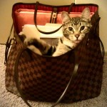 cat in a purse