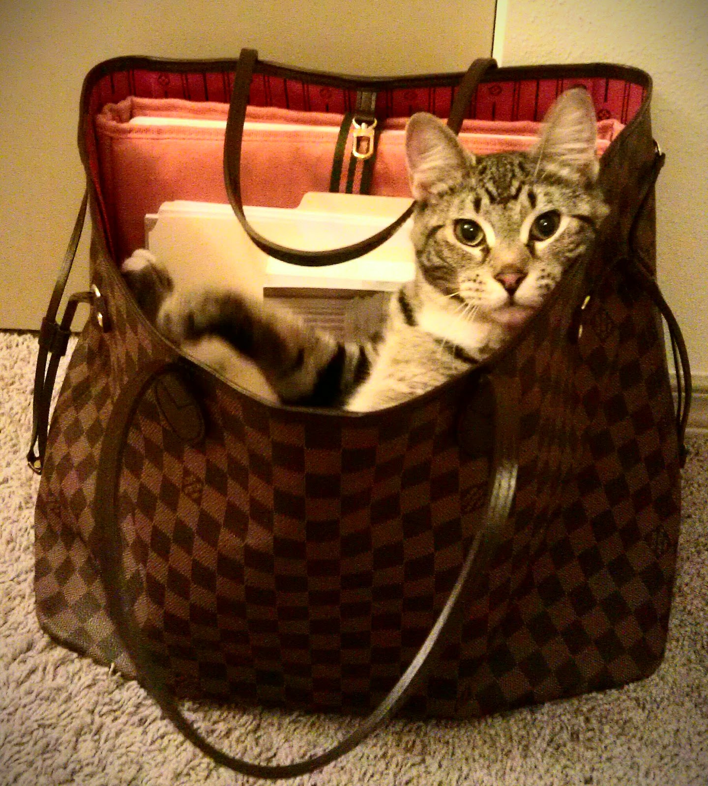 cat wearing louis vuitton